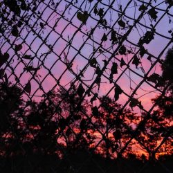 Chain Link Fence
