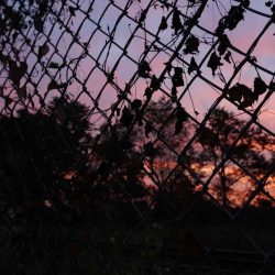 Chain Link Fence