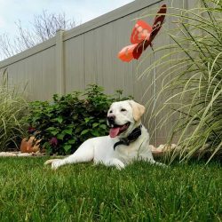 Fence with dog